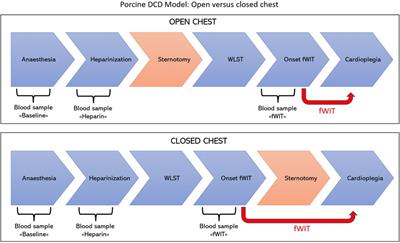 Open- vs. closed-chest pig models of donation after circulatory death